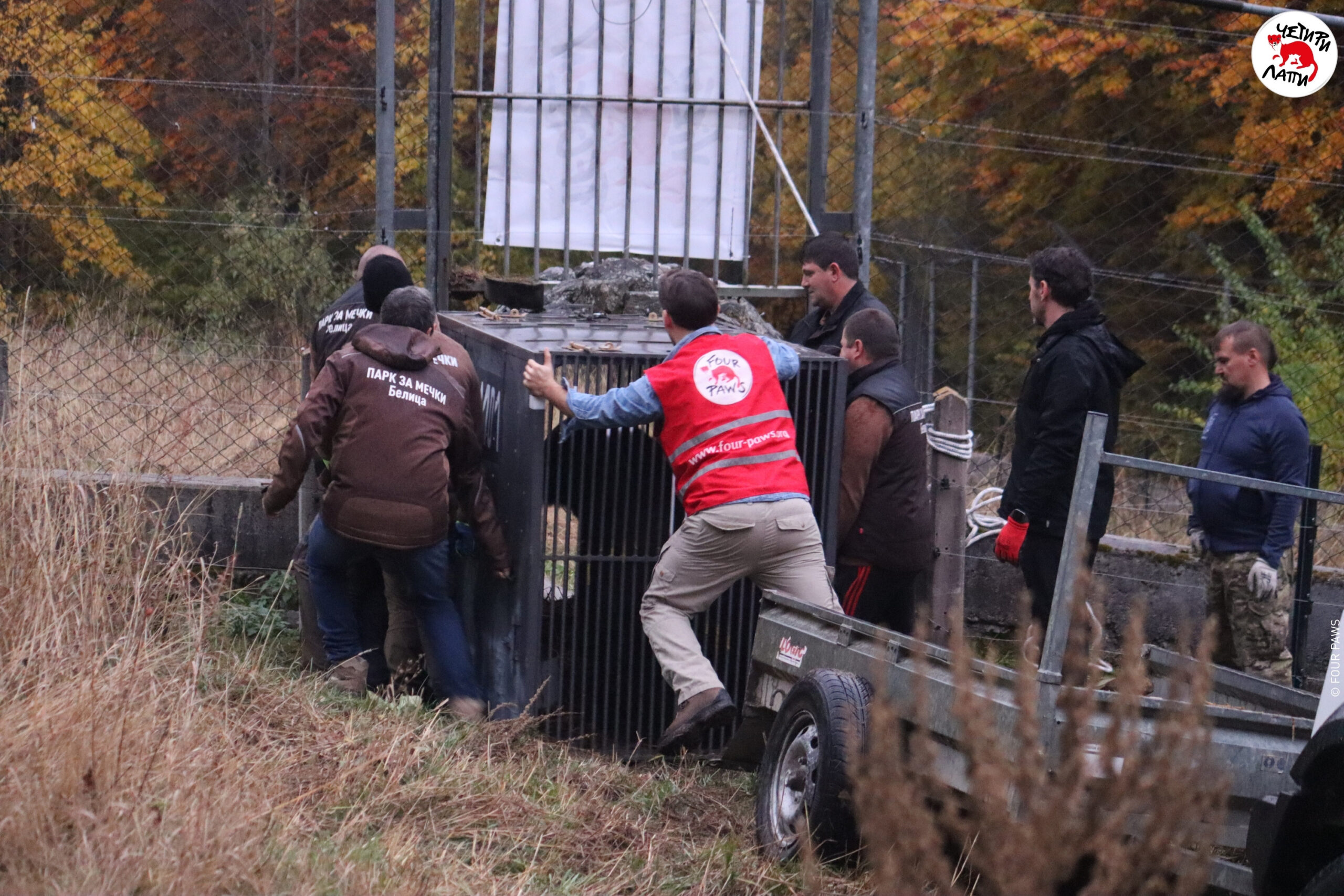 Украински мечки са новите обитатели на парка в Белица, проруски профили питат защо Украински мечки са новите обитатели на парка в Белица, проруски профили питат защо - Инфомрежа