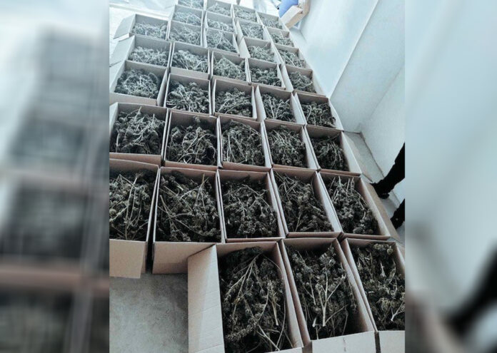 Иззеха 150 кг марихуана в столицата, двама са задържани