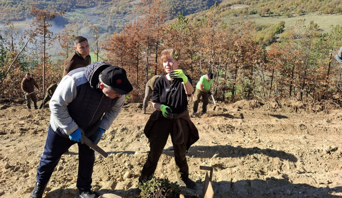 Горски и доброволци засадиха 600 фиданки в опожарен район край Симитли