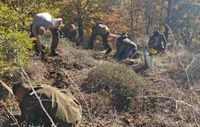 Горски и военни залесяват опожарената гора край Симитли