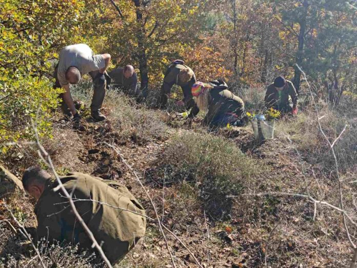 Живот след огъня: Залесяват гората над Мечкул