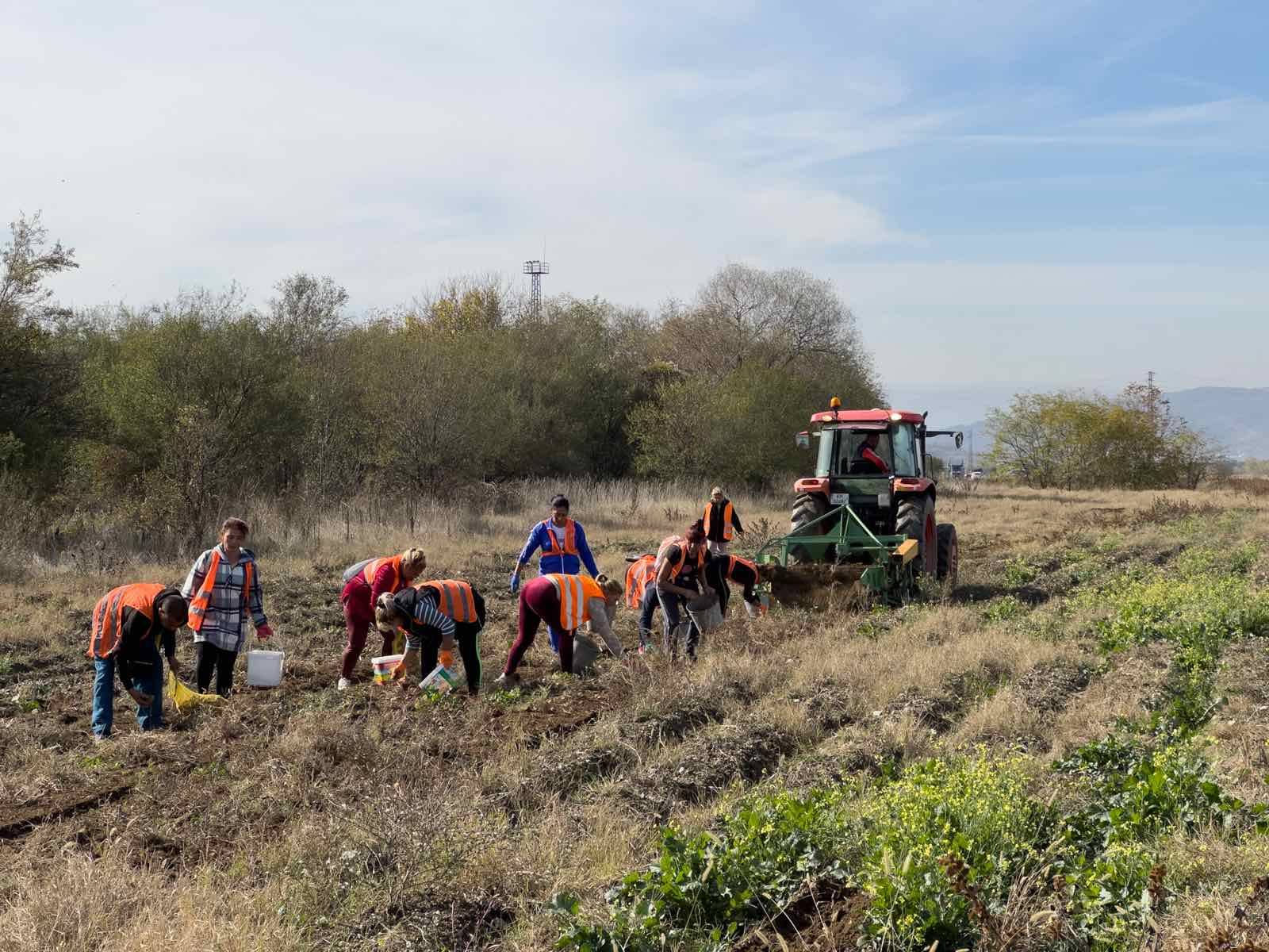 Общината в Дупница прибира реколтата от картофи, кметът също се включи - Инфомрежа