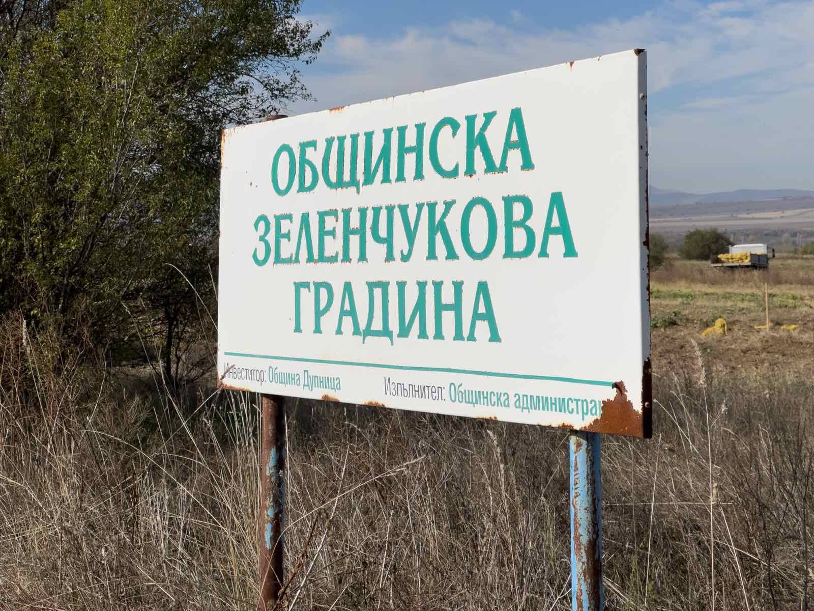Общината в Дупница прибира реколтата от картофи, кметът също се включи - Инфомрежа