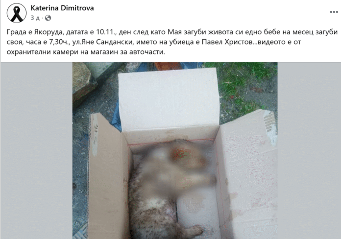 Дядо прегази без да иска куче в Якоруда, отиде в полицията и призна