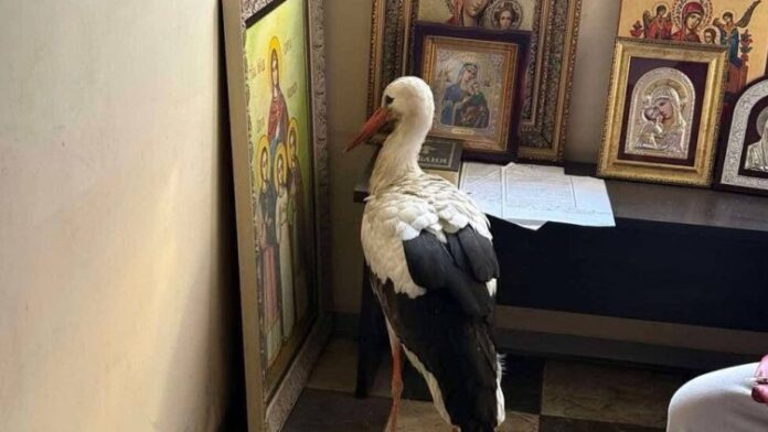 Чудо в параклис: Премръзнал щъркел намери спасение пред иконата на „Вяра, Надежда и Любов“