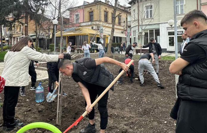 Пауловнии, каталпи и албиции обогатяват зелените площи в Кюстендил