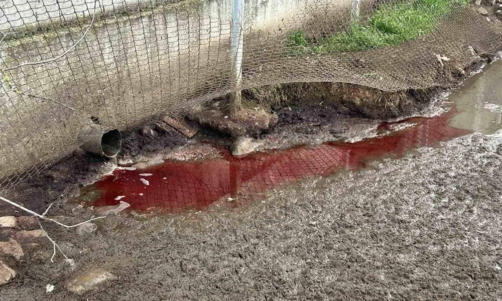 БАБХ разследва замърсяване на река Лесидренска с животинска кръв БАБХ разследва замърсяване на река Лесидренска с животинска кръв - Инфомрежа