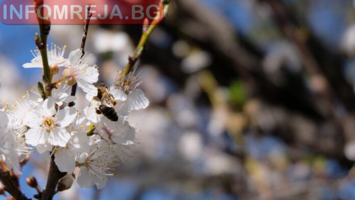 Слънце на север, дъжд и сняг в планинските райони и Южна България