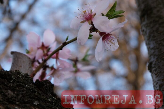 Днес настъпва Първа пролет