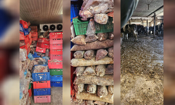 Втора незаконна кланица разкрита в Дебелец