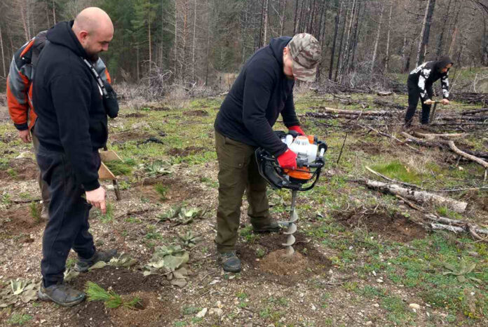 Горски служители и доброволци възстановиха опожарени площи край Невестино