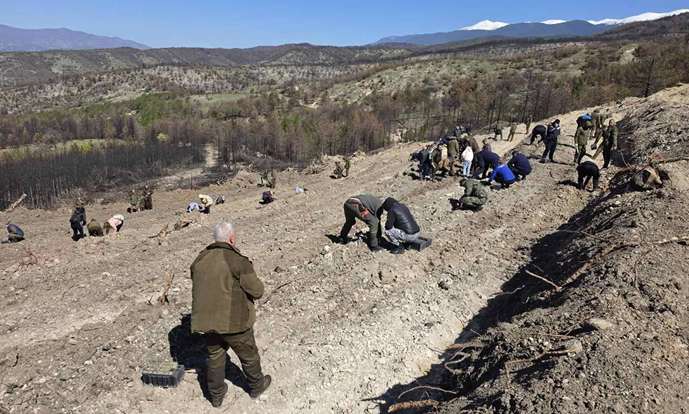 Зимен дъб и благун ще лекуват раните на Пирин след опустошителните пожари - Инфомрежа