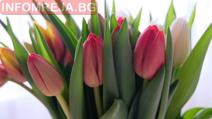 Цветница е – празникът на цветята, надеждата и пролетта