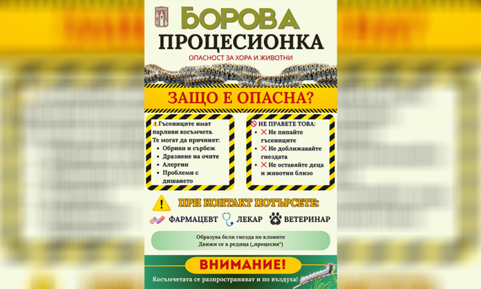 Община Банско предупреждава: Борова процесионка застрашава хора и животни