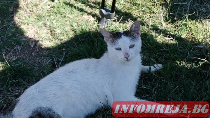 Задържаха възрастен мъж от Покровник, убил съседска котка с прът