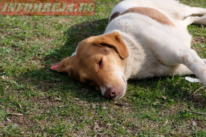 Напрежение в Кюстендил: Куче ухапа мъж, директорът на приюта подаде оставка