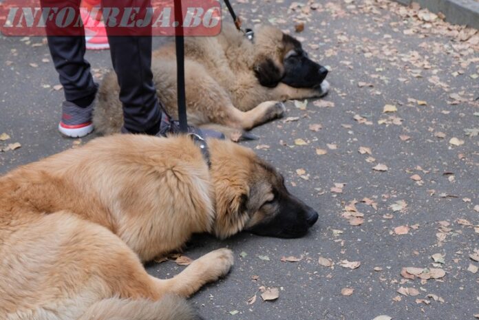 Пет общини подписаха споразумение за общ приют в Благоевградско за бездомни животни