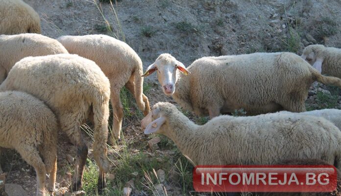 БАБХ откри огнище на шарка в Първомай