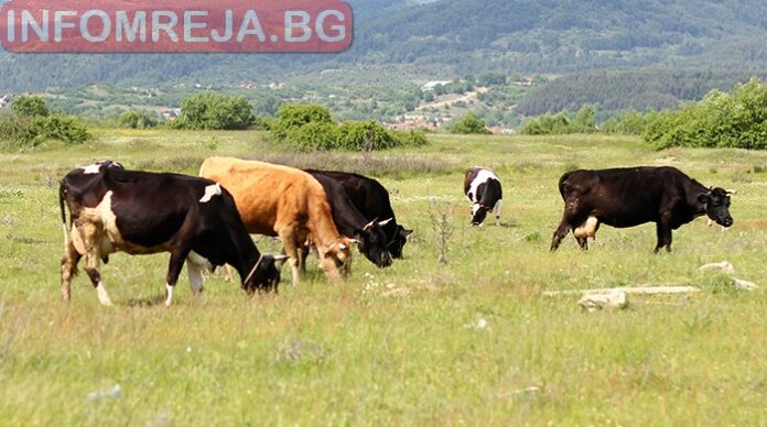БАБХ засилва контрола върху превоза на живи животни заради жегите