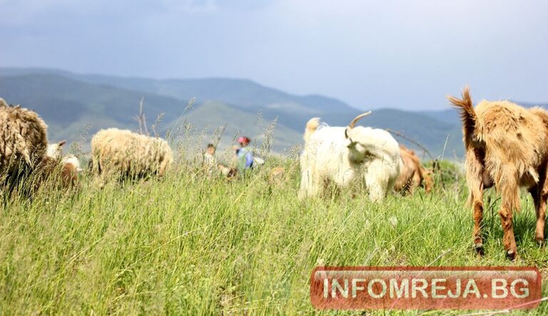 БАБХ установи огнище на шарка по кози и овце в хаджидимовското Тешово