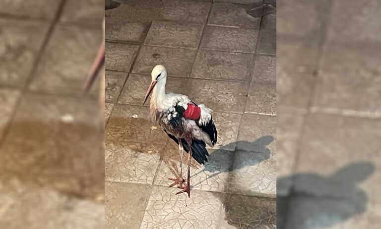 Бял щъркел бе спасен в Огняново