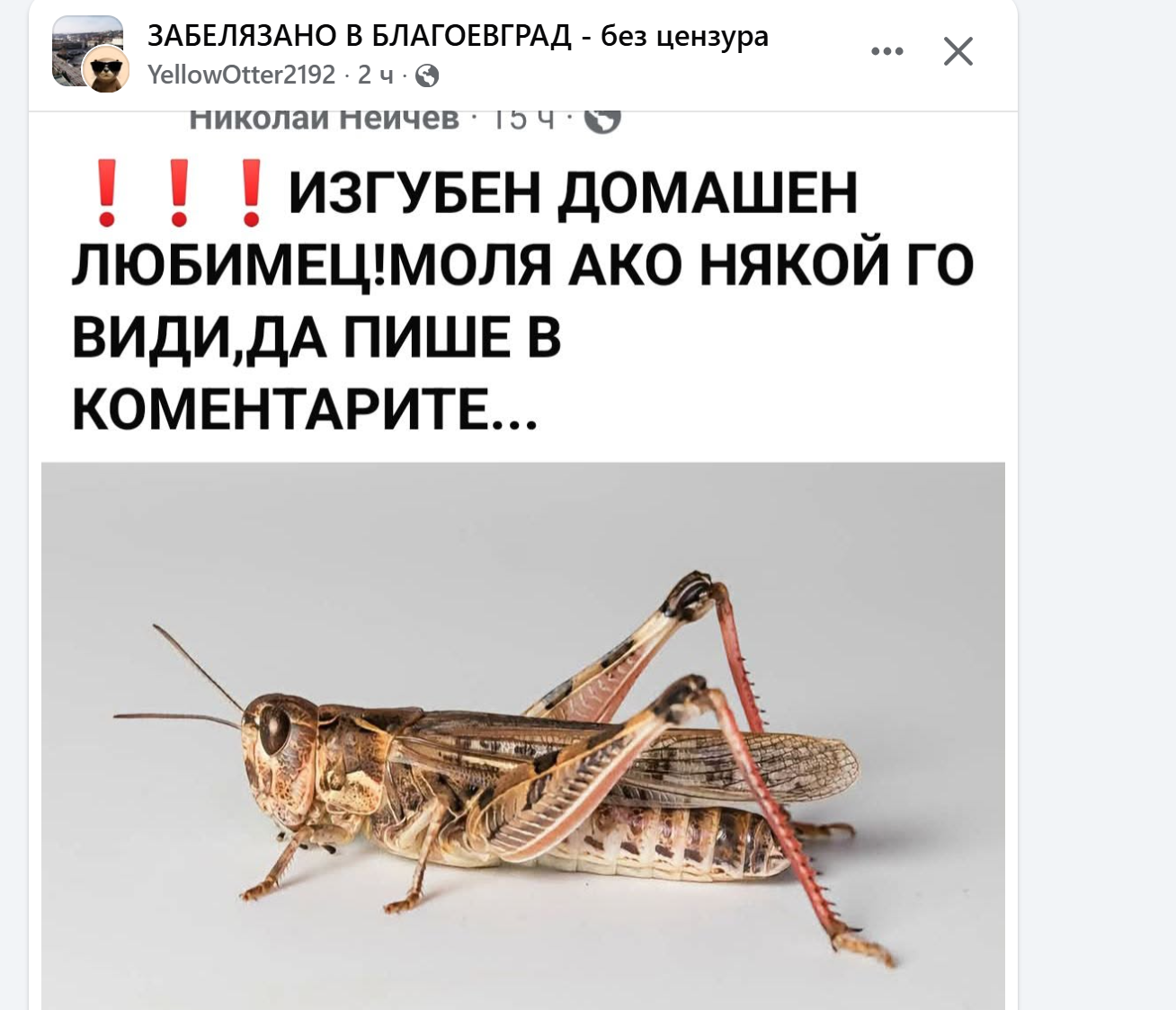 Кметът: Скакалците в Благоевград идват от южните огнища, пръскане в града няма да има - Инфомрежа