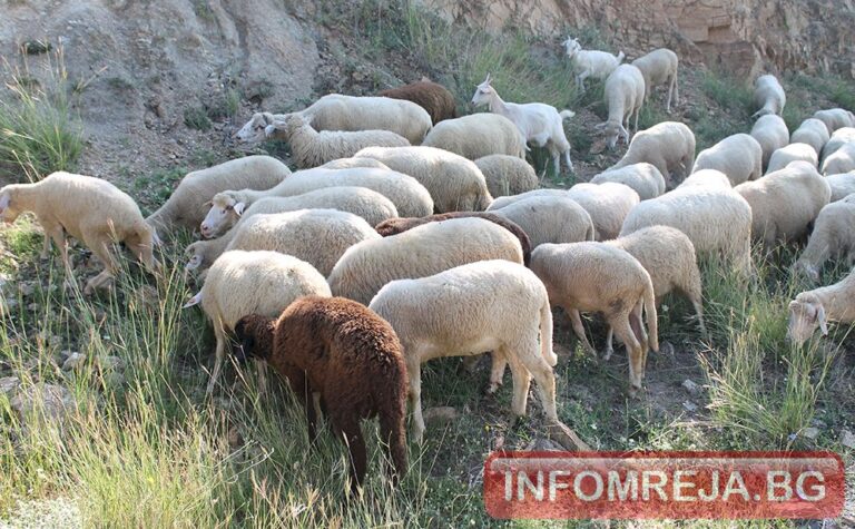 БАБХ откри огнище на шарка по овцете и козите в с. Малък дол