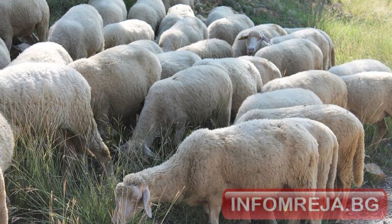 БАБХ откри над 100 кг агнешко месо без документи при проверка в Кресненско