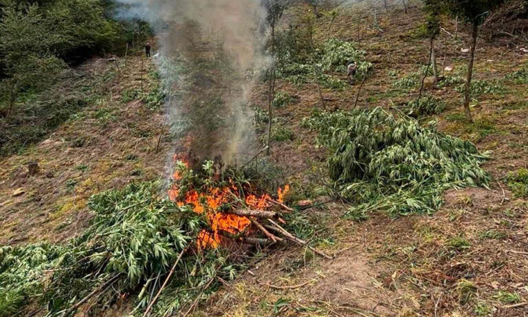 ДНК и дактилоскопни следи разкриват собственика на наркоплантацията край Сандански