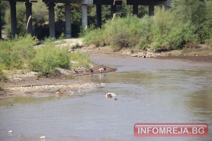 Басейнова дирекция: Непречистени отпадъчни води са причина за мъртвата риба в Струма